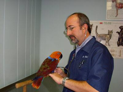 A doctor checking a parrot’s health